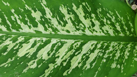 The texture pattern on the leaves of ornamental plants that are bright and beautiful, used as a background.の写真素材