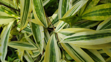 The texture pattern on the leaves of ornamental plants that are bright and beautiful, used as a background.の写真素材
