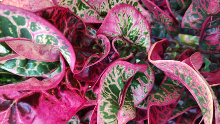 The texture pattern on the leaves of ornamental plants that are bright and beautiful, used as a background.の写真素材