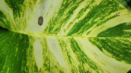 The texture pattern on the leaves of ornamental plants that are bright and beautiful, used as a background.の写真素材