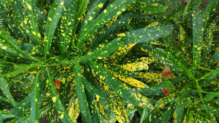 The texture pattern on the leaves of ornamental plants that are bright and beautiful, used as a background.の写真素材