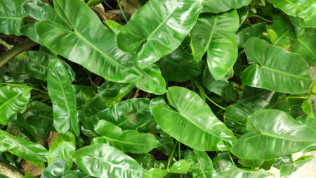 The texture pattern on the leaves of ornamental plants that are bright and beautiful, used as a background.の写真素材