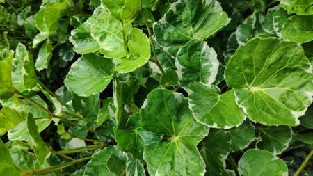 The texture pattern on the leaves of ornamental plants that are bright and beautiful, used as a background.の写真素材