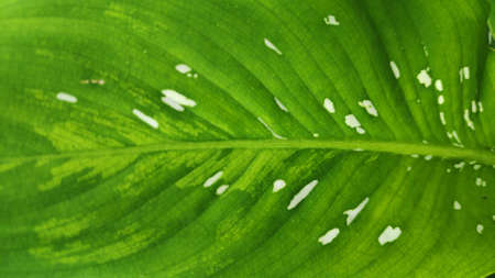 The texture pattern on the leaves of ornamental plants that are bright and beautiful, used as a background.の写真素材
