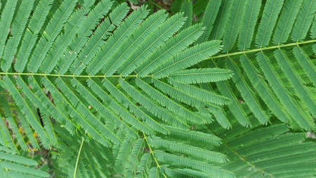 The texture pattern on the leaves of ornamental plants that are bright and beautiful, used as a background.の写真素材