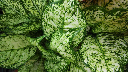 The texture pattern on the leaves of ornamental plants that are bright and beautiful, used as a background.の写真素材