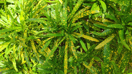 The texture pattern on the leaves of ornamental plants that are bright and beautiful, used as a...