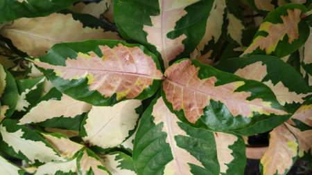 The texture pattern on the leaves of ornamental plants that are bright and beautiful, used as a background.の写真素材