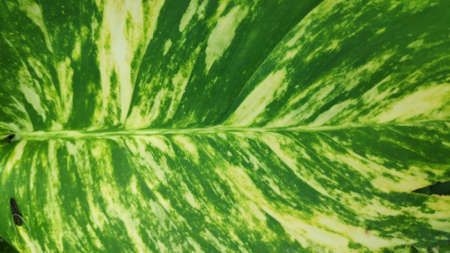 The texture pattern on the leaves of ornamental plants that are bright and beautiful, used as a background.の写真素材