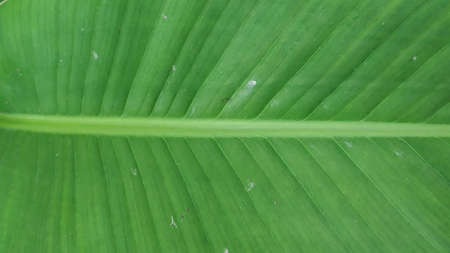 The texture pattern on the leaves of ornamental plants that are bright and beautiful, used as a background.の写真素材