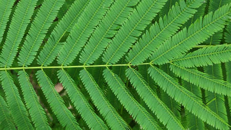 The texture pattern on the leaves of ornamental plants that are bright and beautiful, used as a background.の写真素材