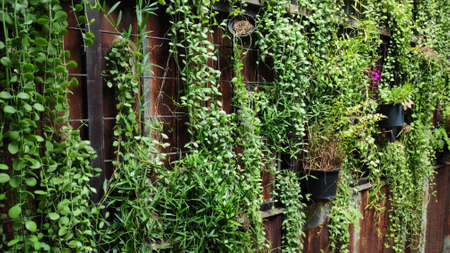 Plants in pots hung on the wall, decorate the coffee shop wall to look beautiful.の写真素材
