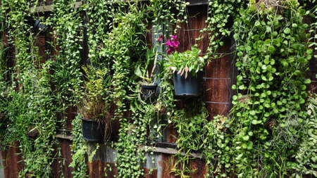 Plants in pots hung on the wall, decorate the coffee shop wall to look beautiful.の写真素材