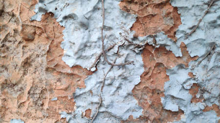 White and orange cracked walls, ivy brown stems and roots clinging to the wall.の写真素材