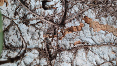 White and orange cracked walls, ivy brown stems and roots clinging to the wall.の写真素材