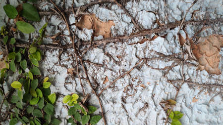 White and orange cracked walls, ivy brown stems and roots clinging to the wall.の写真素材