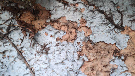White and orange cracked walls, ivy brown stems and roots clinging to the wall.の写真素材