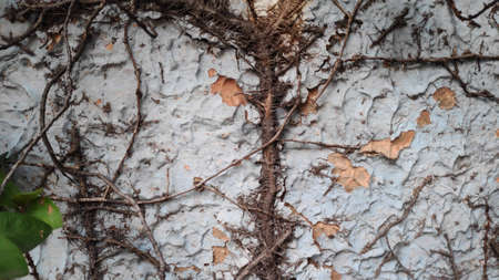 White and orange cracked walls, ivy brown stems and roots clinging to the wall.の写真素材