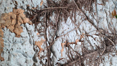 White and orange cracked walls, ivy brown stems and roots clinging to the wall.の写真素材