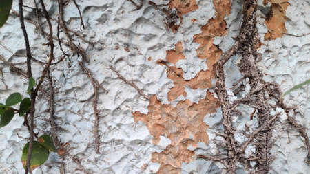 White and orange cracked walls, ivy brown stems and roots clinging to the wall.の写真素材