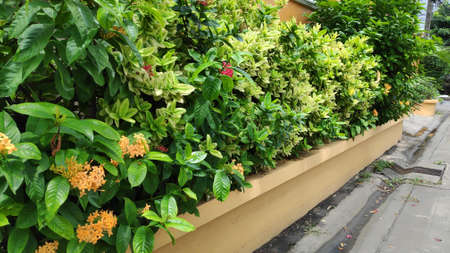 Stock Photo - Spike flower or Ixora flower coccinea are pink and yellow, blooming in gardens along the fence.の写真素材