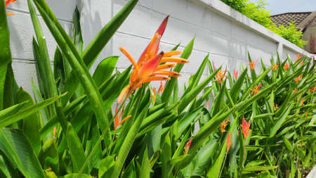 Heliconia psittacorum or golden torch flowers are planted along the fence.の写真素材