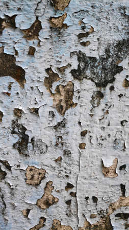 Stock Photo - The old flaky blue paint peels off the old cement plaster wall.の写真素材