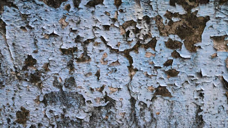 Stock Photo - The old flaky blue paint peels off the old cement plaster wall.の写真素材