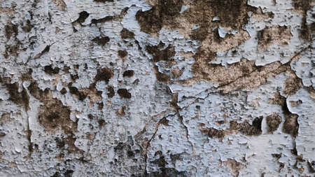 Stock Photo - The old flaky blue paint peels off the old cement plaster wall.の写真素材