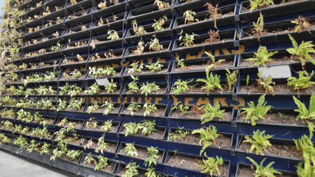 Horizontal ornamental plants arranged on a metal shelf on the wall.の写真素材