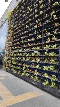 Horizontal ornamental plants arranged on a metal shelf on the wall.の写真素材
