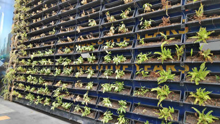 Horizontal ornamental plants arranged on a metal shelf on the wall.の写真素材
