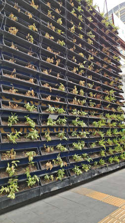 Horizontal ornamental plants arranged on a metal shelf on the wall.の写真素材
