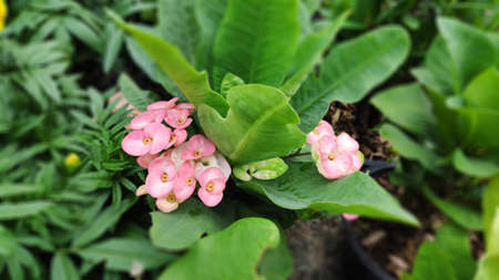 Blooming pink flower crown of thorns.の写真素材