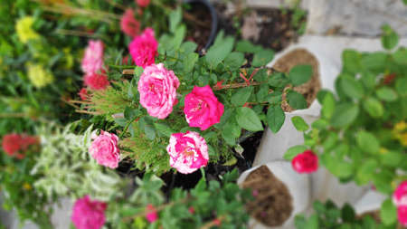 Stock Photo - Pink roses in nursery bags for sale.の写真素材