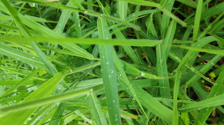 Stock Photo - Raindrops on green grass leaves after rain.の写真素材