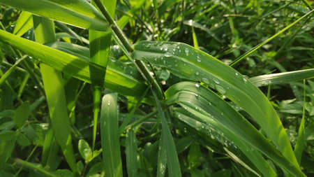 Stock Photo - Raindrops on green grass leaves after rain.の写真素材