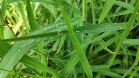 Stock Photo - Raindrops on green grass leaves after rain.の写真素材