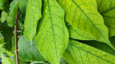 Stock Photo - Rain drops on green leaves after rain in the evening.の写真素材