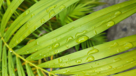 Stock Photo - Rain drops on green leaves after rain in the evening.の写真素材