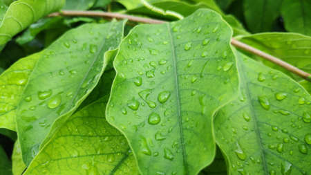 Stock Photo - Rain drops on green leaves after rain in the evening.の写真素材