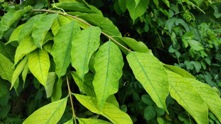 Stock Photo - Rain drops on green leaves after rain in the evening.の写真素材