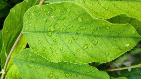 Stock Photo - Rain drops on green leaves after rain in the evening.の写真素材