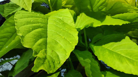 Stock Photo - Rain drops on green leaves after rain in the evening.の写真素材