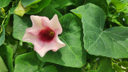 Stock Photo - Pink flowers decorate the garden as a background.の写真素材