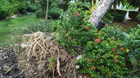 Stock Photo - The tree fell and was damaged, its roots were uprooted by a storm in the park.