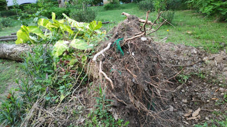 Stock Photo - The tree fell and was damaged, its roots were uprooted by a storm in the park.の写真素材