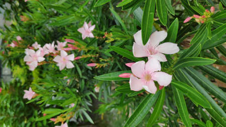 Stock Photo - Pink sweet oleander or Rose bay flower with green leave.の写真素材