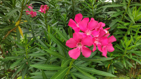 Stock Photo - Pink sweet oleander or Rose bay flower with green leave.の写真素材
