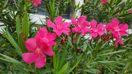 Stock Photo - Pink sweet oleander or Rose bay flower with green leave.の写真素材